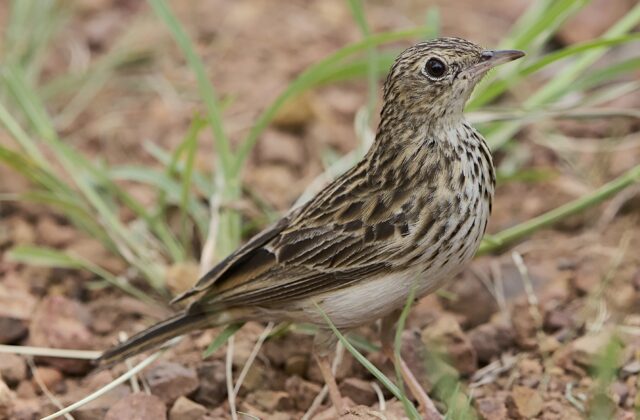 Bushveld Pipit