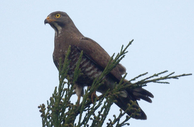 Grey-faced Buzzard
