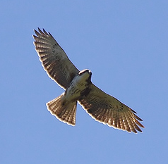 White-throated Hawk