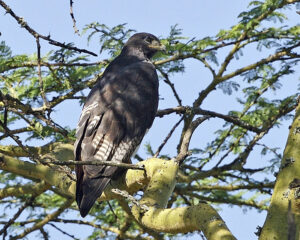 Augur Buzzard