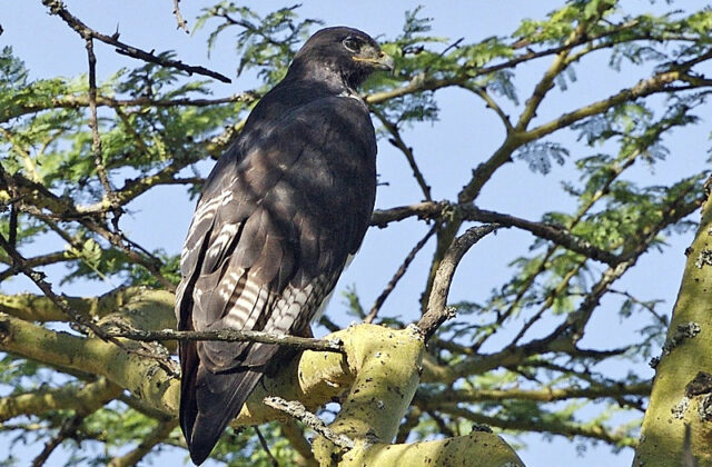 Augur Buzzard