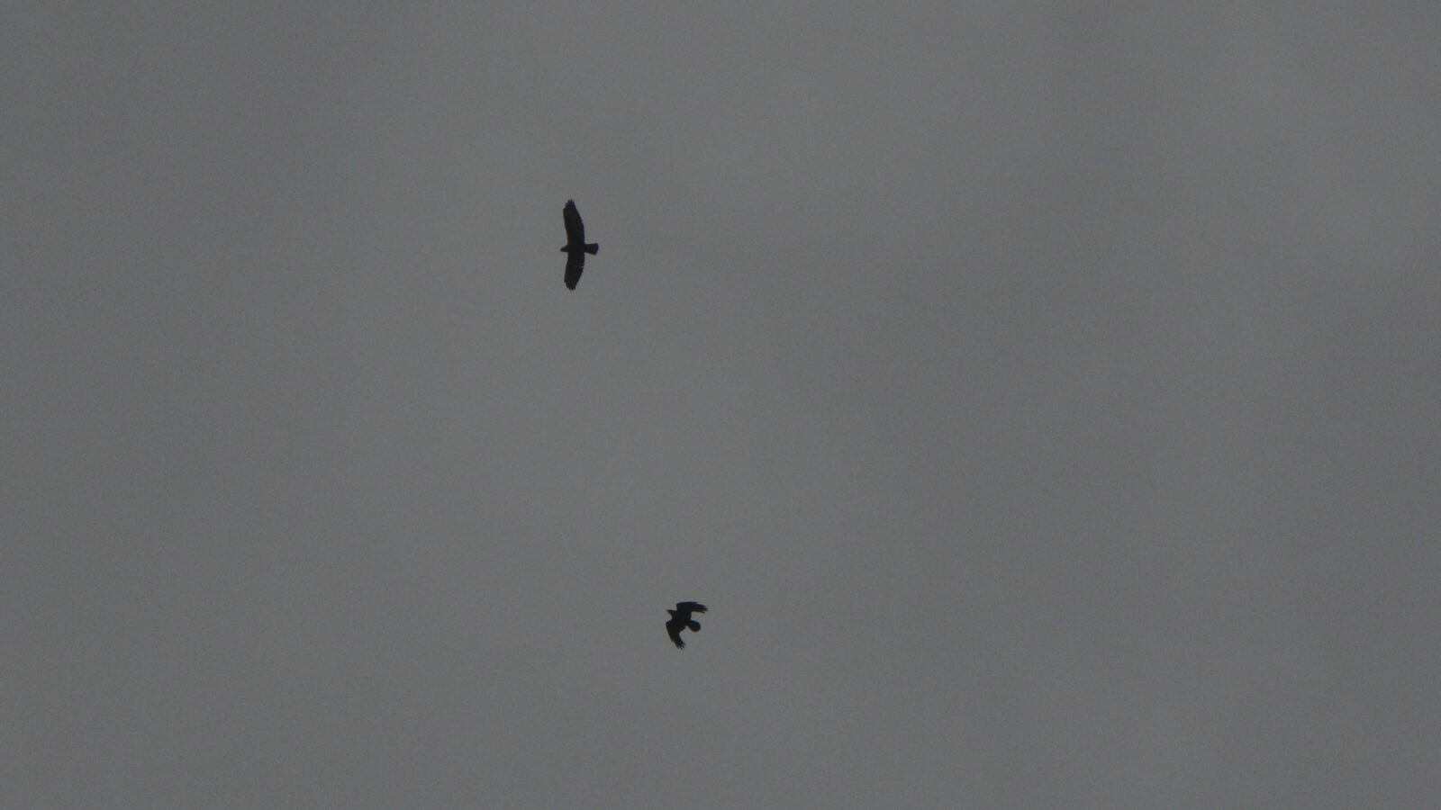 Cape Verde Buzzard