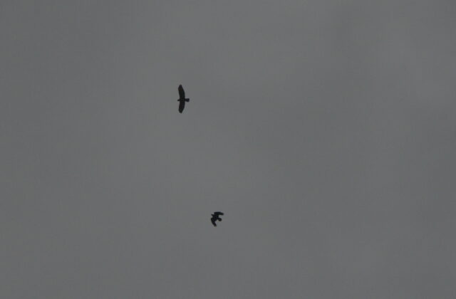 Cape Verde Buzzard