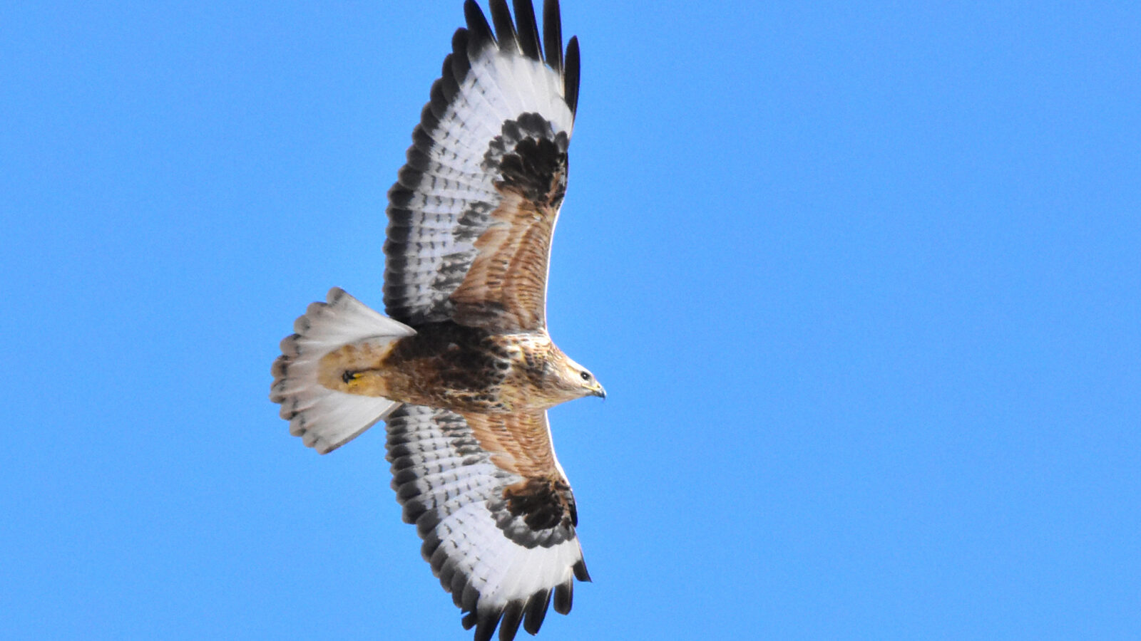 Upland Buzzard