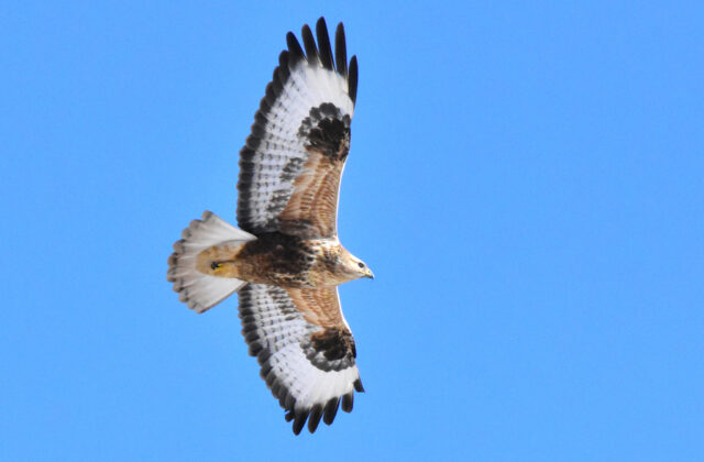 Upland Buzzard