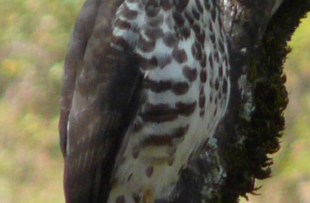 Mountain Buzzard