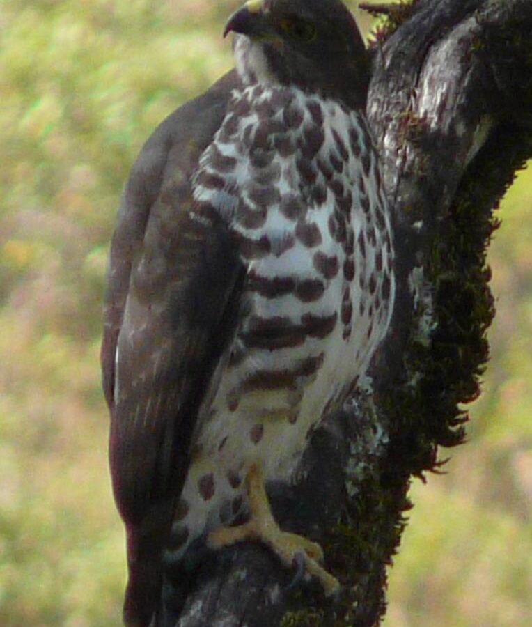Mountain Buzzard