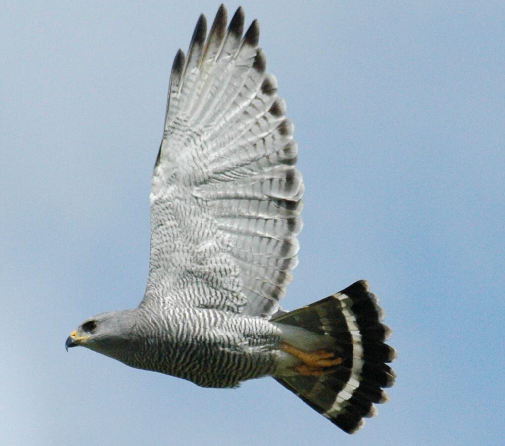 Grey Hawk