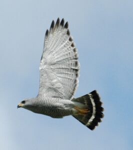 Grey Hawk