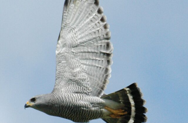 Grey Hawk