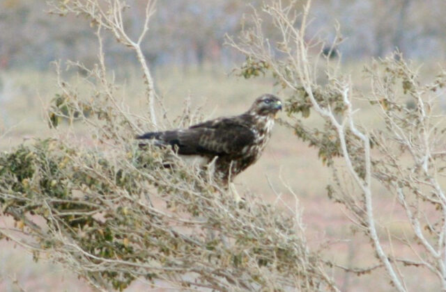 Socotra Buzzard