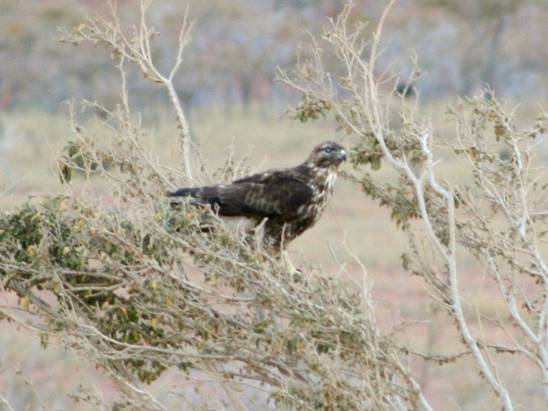 Socotra Buzzard