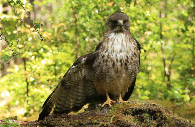 Rufous-tailed Hawk