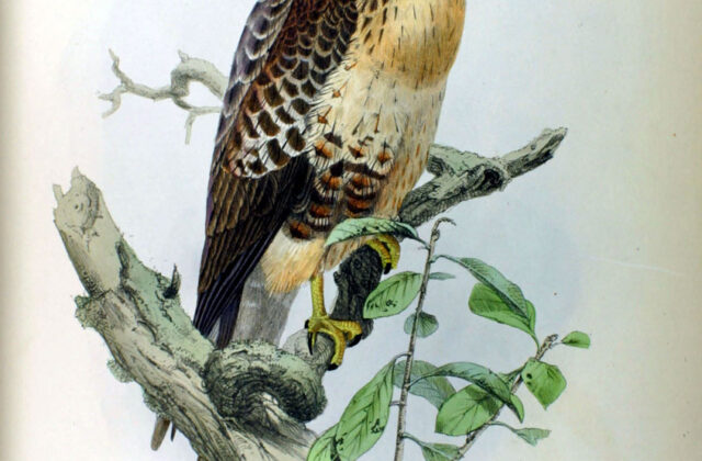 Eastern Buzzard