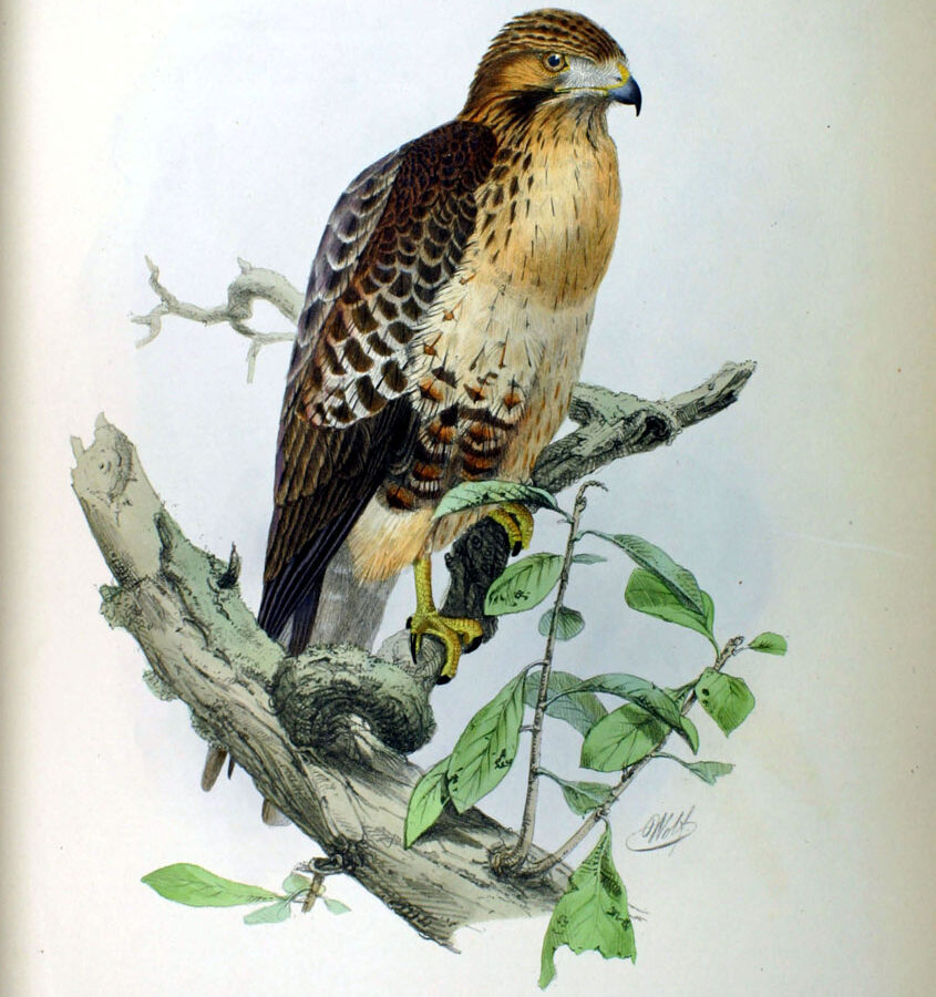 Eastern Buzzard