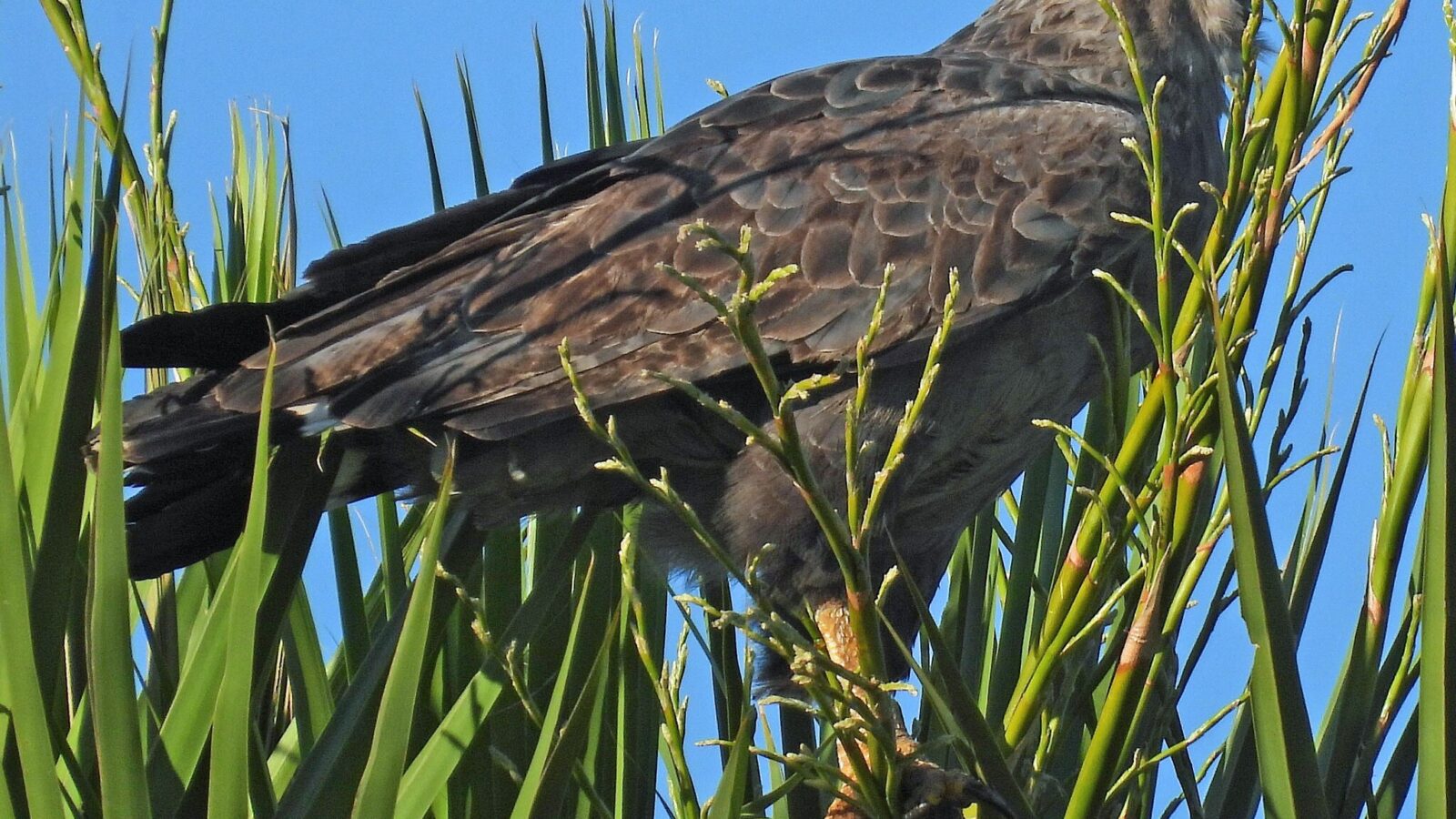 Chaco Eagle