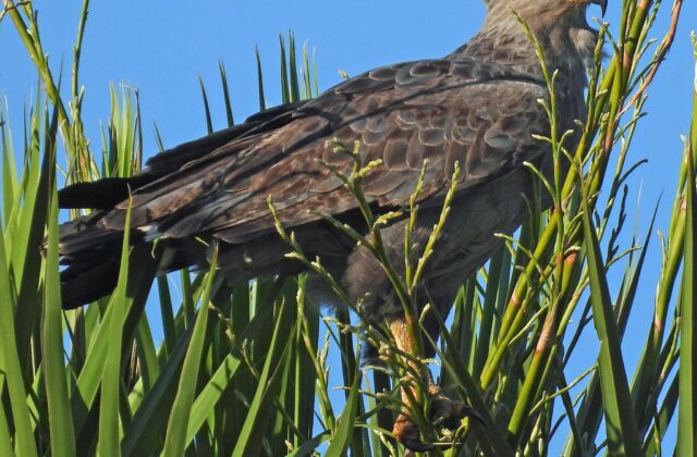 Chaco Eagle