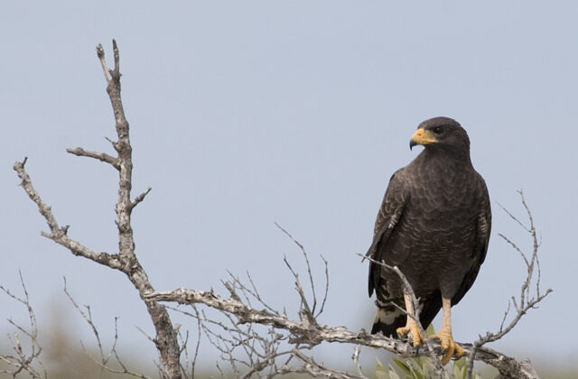 Cuban Black Hawk