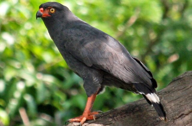 Slate-colored Hawk