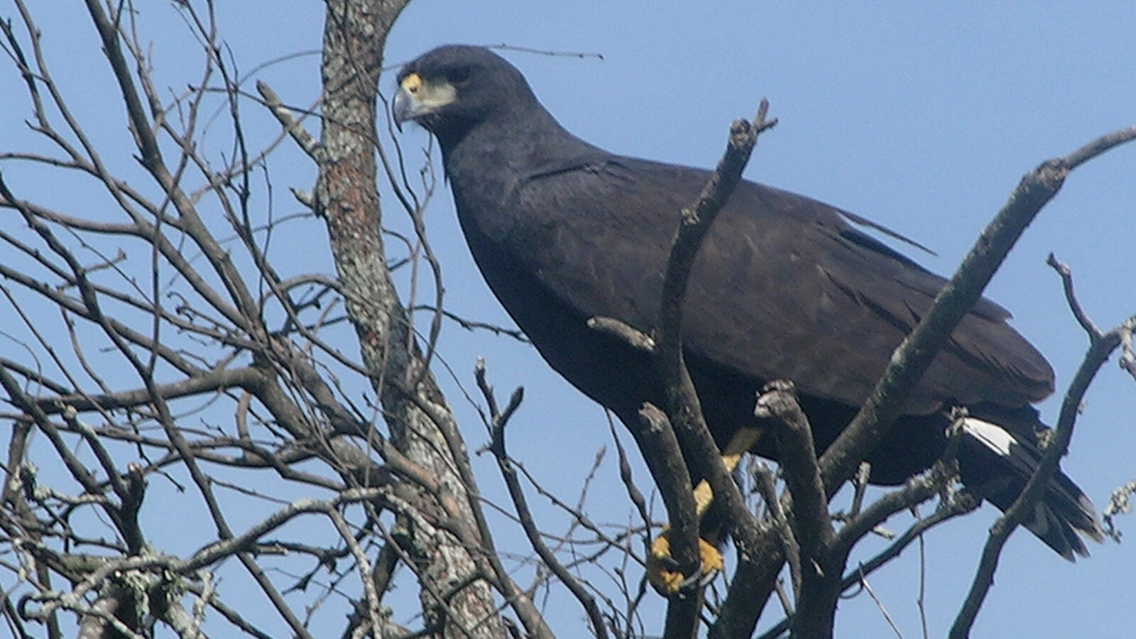 Great Black Hawk
