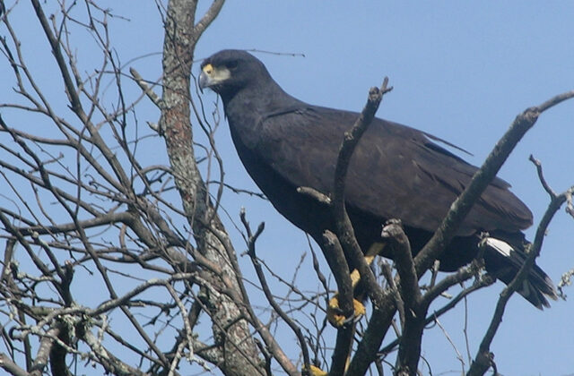 Great Black Hawk