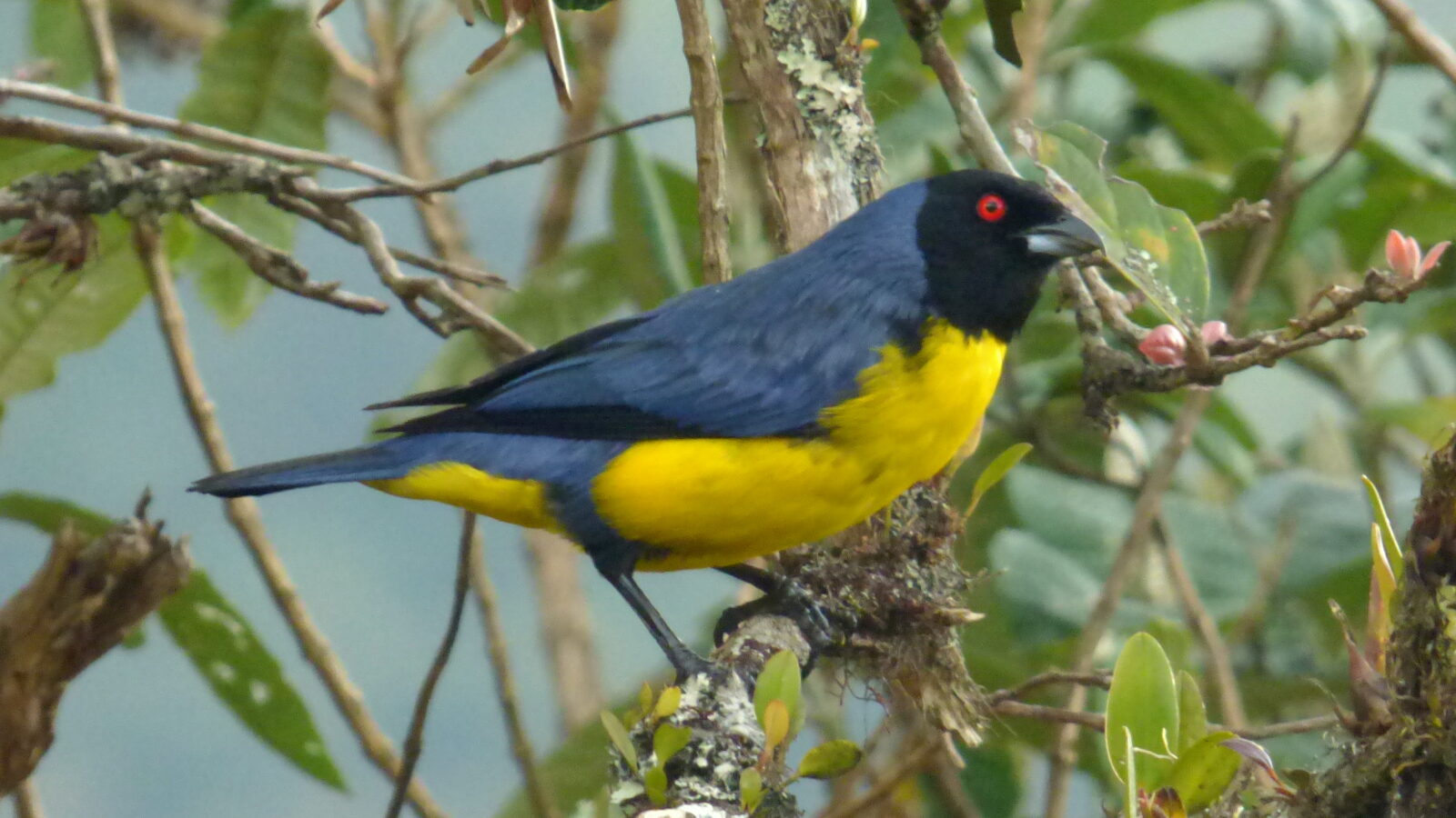 Hooded Mountain Tanager