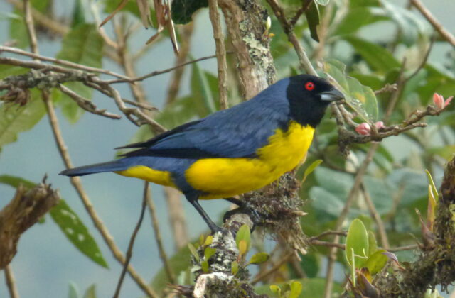 Hooded Mountain Tanager