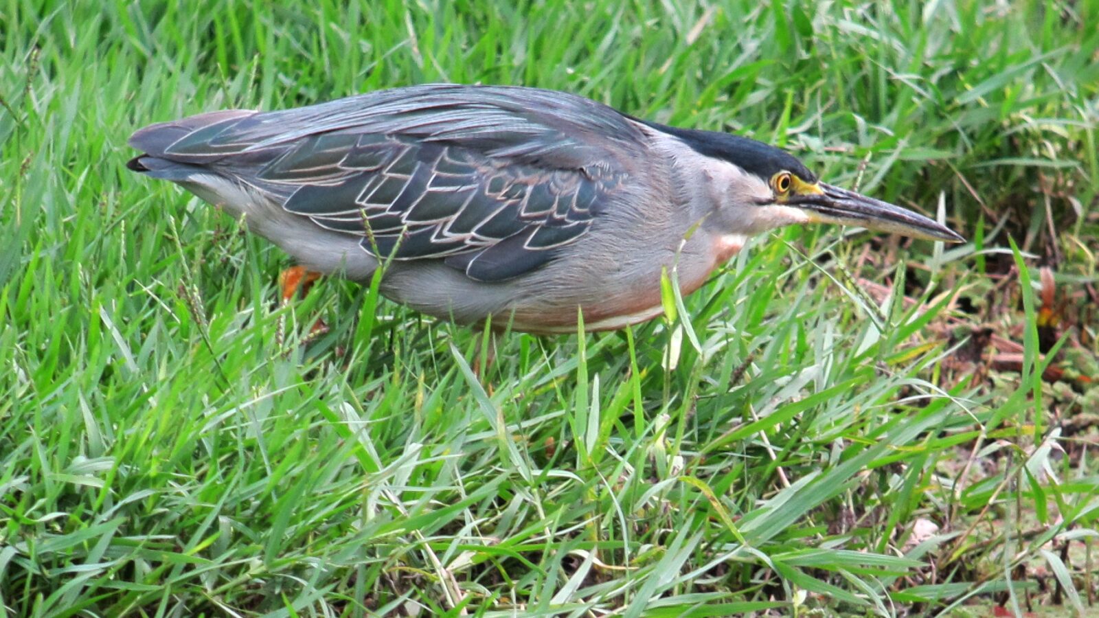 Striated Heron