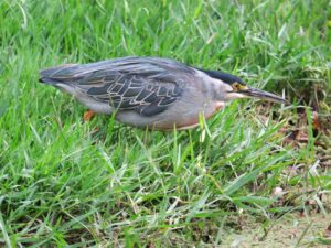 Striated Heron