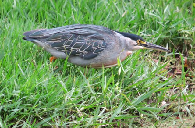 Striated Heron
