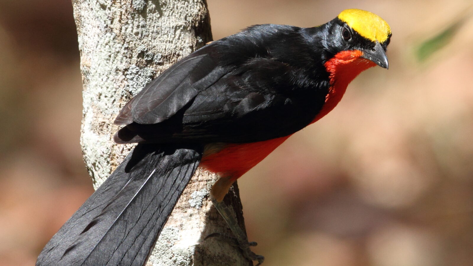 Yellow-crowned Gonolek