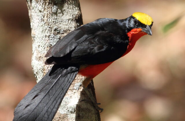 Yellow-crowned Gonolek