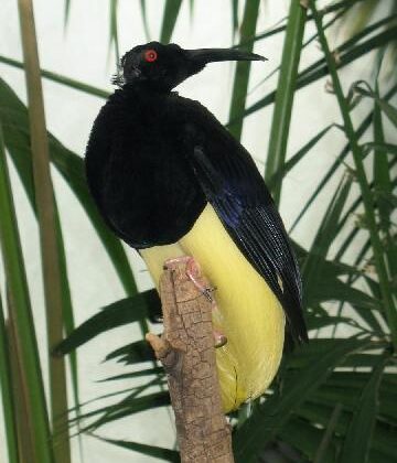 Twelve-wired Bird-of-paradise