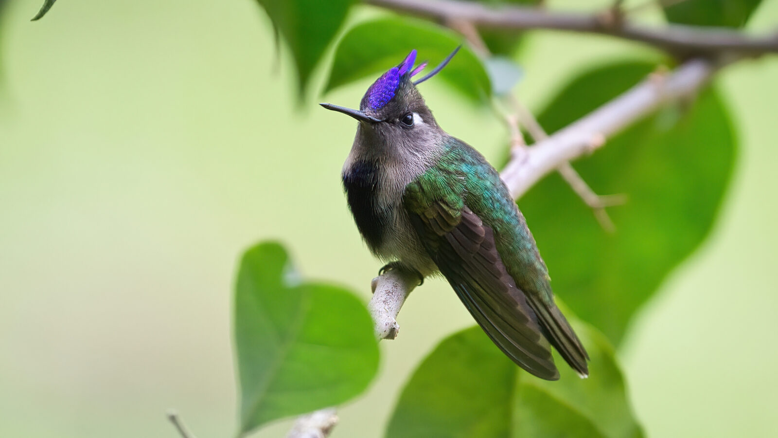 Purple-crowned Plovercrest