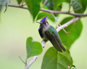 Purple-crowned Plovercrest