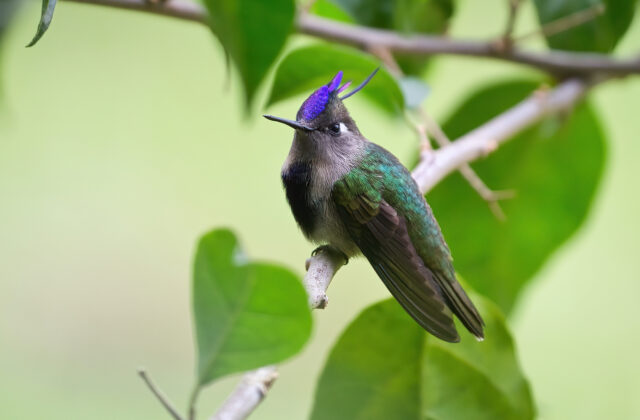 Purple-crowned Plovercrest