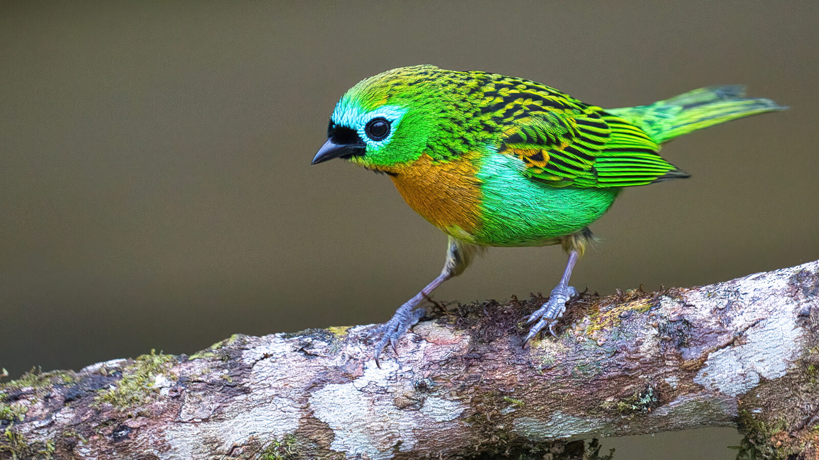Brassy-breasted Tanager