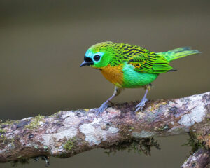 Brassy-breasted Tanager