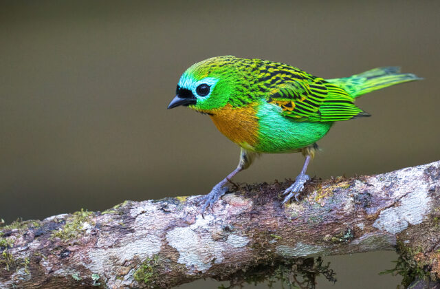 Brassy-breasted Tanager