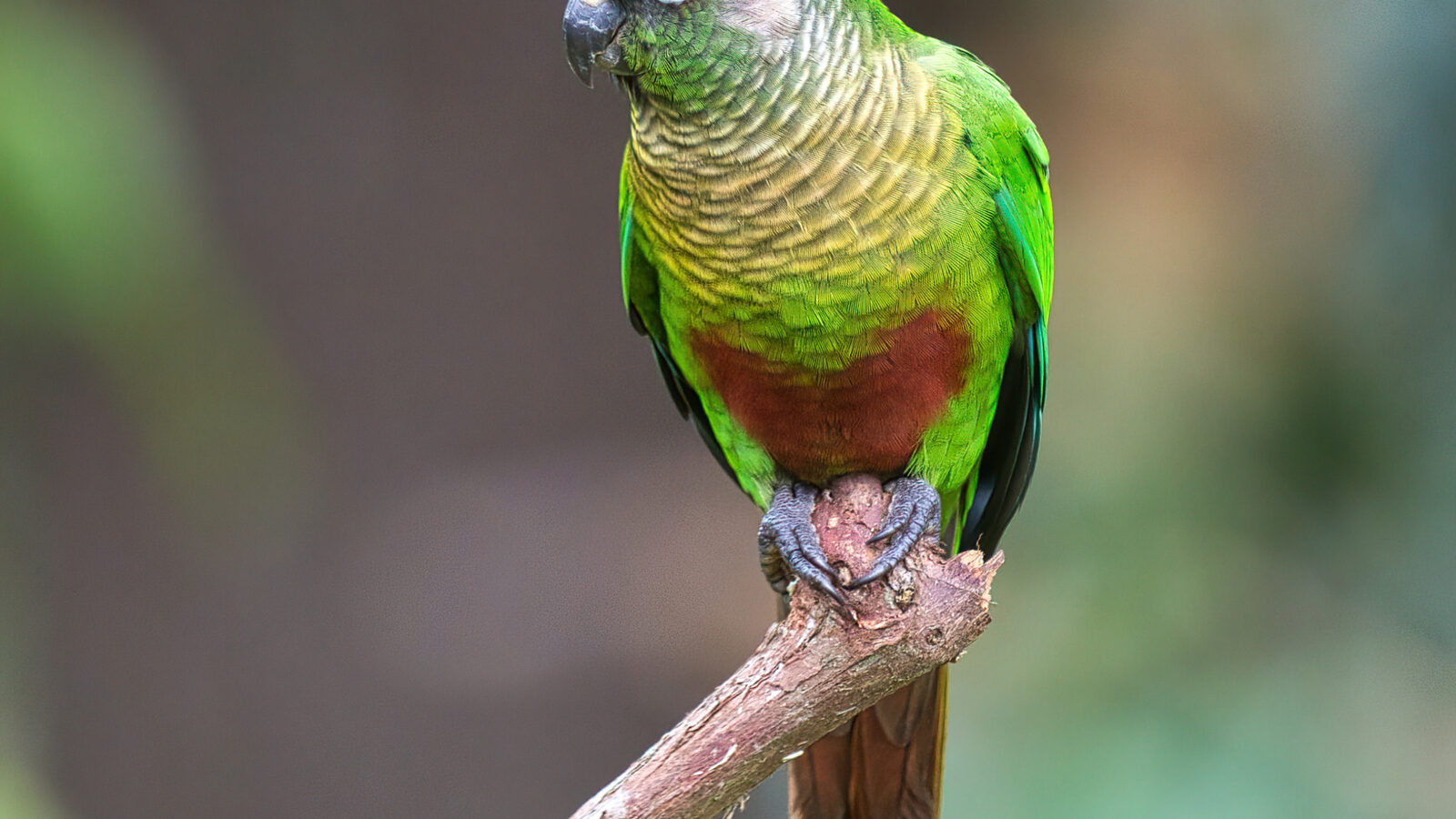 Maroon-bellied Parakeet