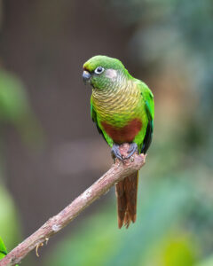 Maroon-bellied Parakeet