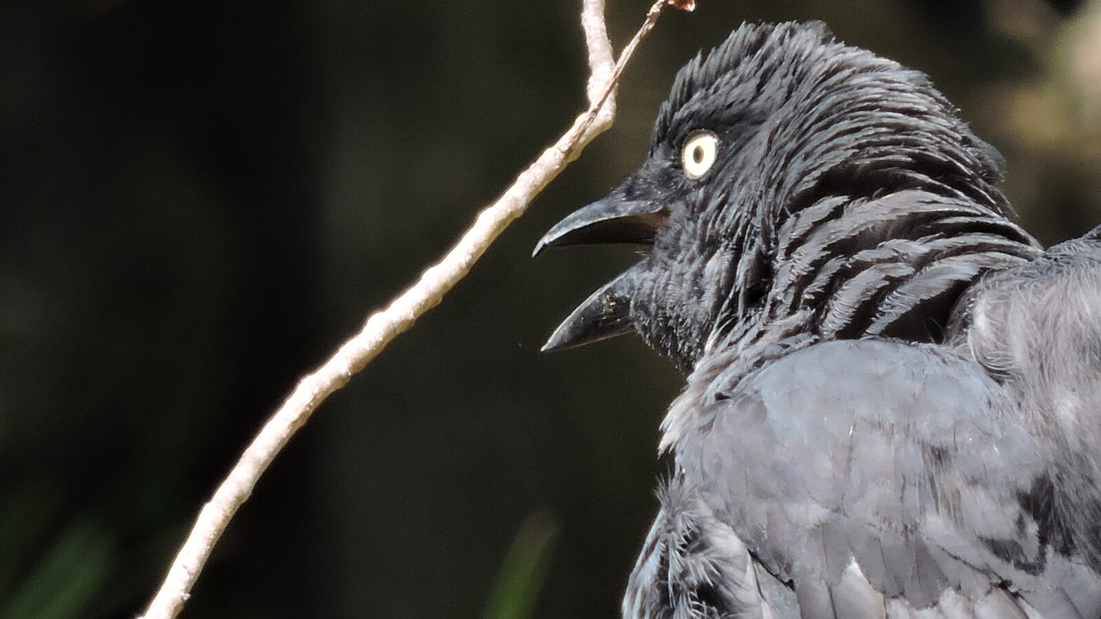 South Melanesian Cuckooshrike