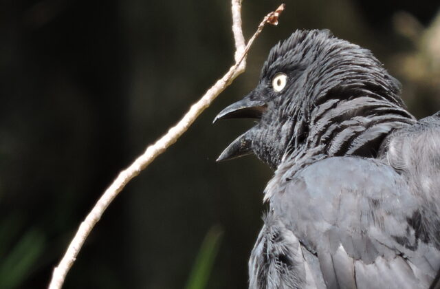South Melanesian Cuckooshrike
