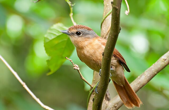 Chestnut-crowned Becard