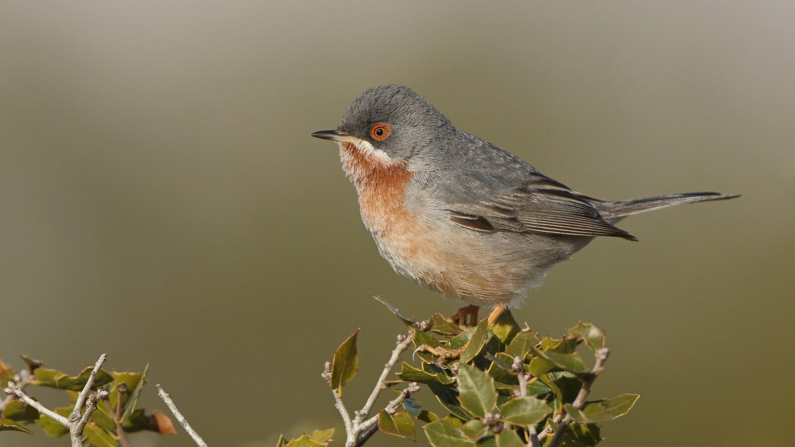Eastern Subalpine Warbler