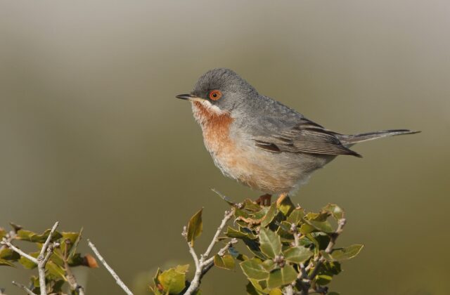 Eastern Subalpine Warbler