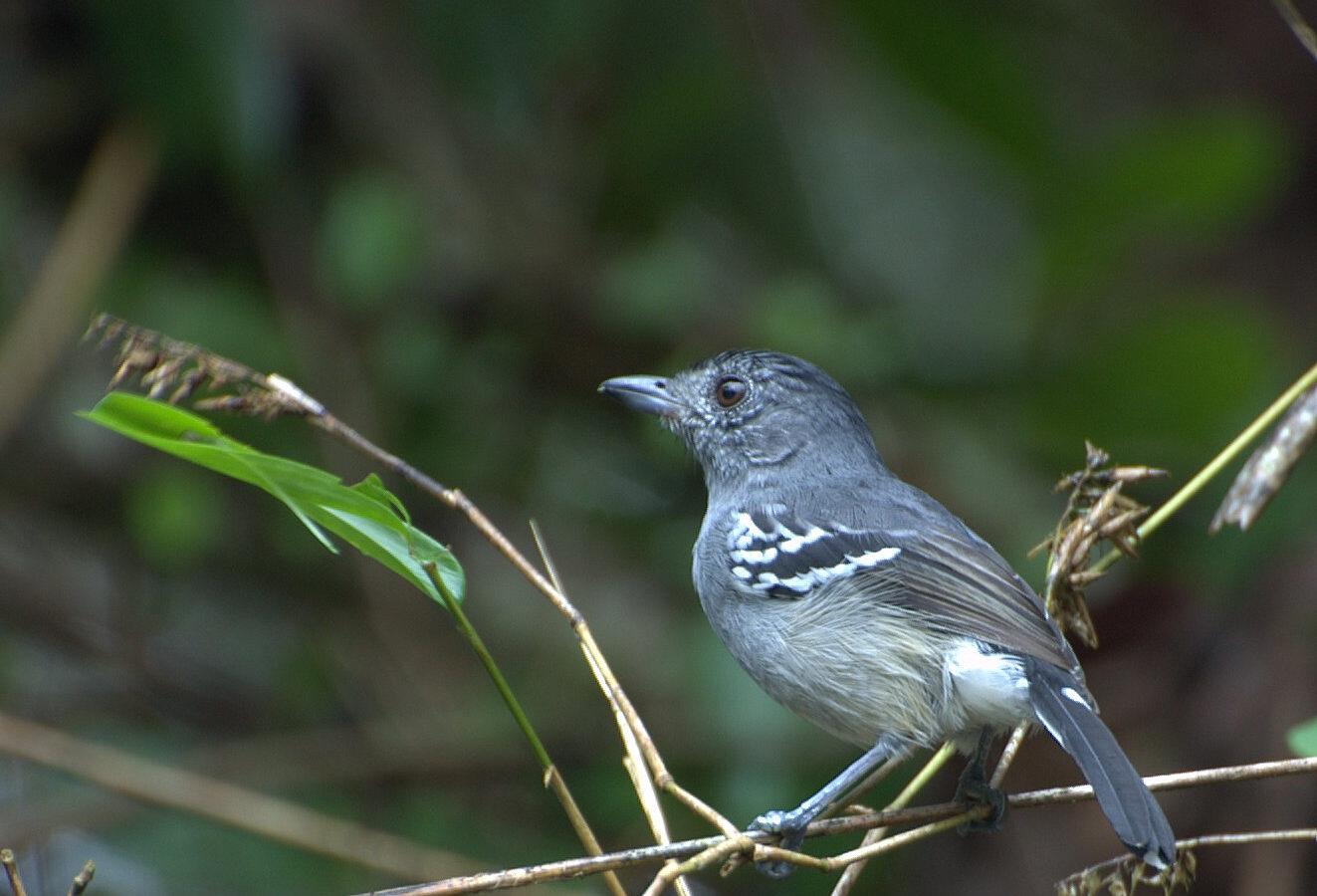Variable Antshrike