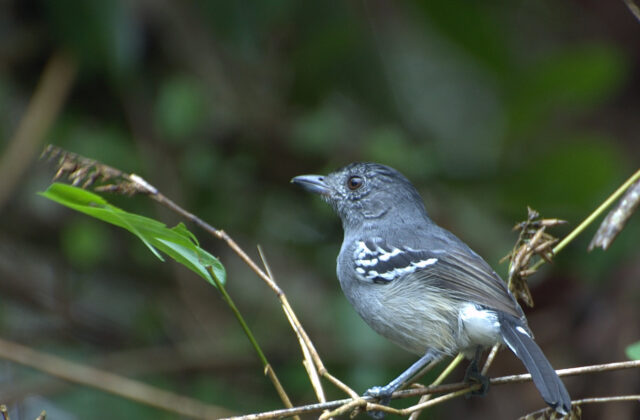 Variable Antshrike