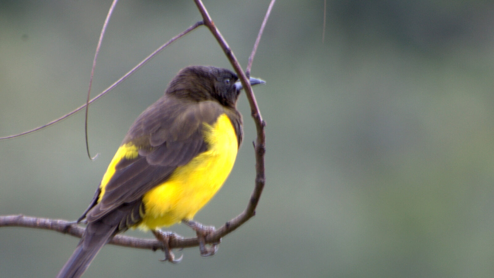 Yellow-rumped Marshbird