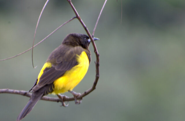Yellow-rumped Marshbird